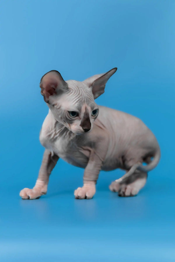 Lavr | canadian sphynx kitten