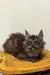 Fluffy gray Maine Coon kitten relaxing on a sunny yellow wooden surface