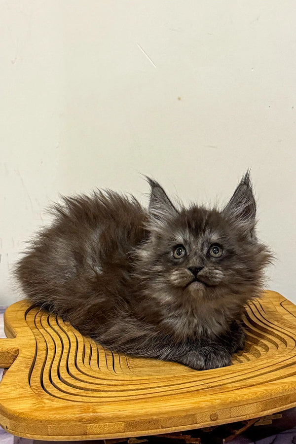 Fluffy gray Maine Coon kitten relaxing on a sunny yellow wooden surface