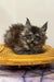 Fluffy gray Maine Coon kitten lounging in a yellow woven basket