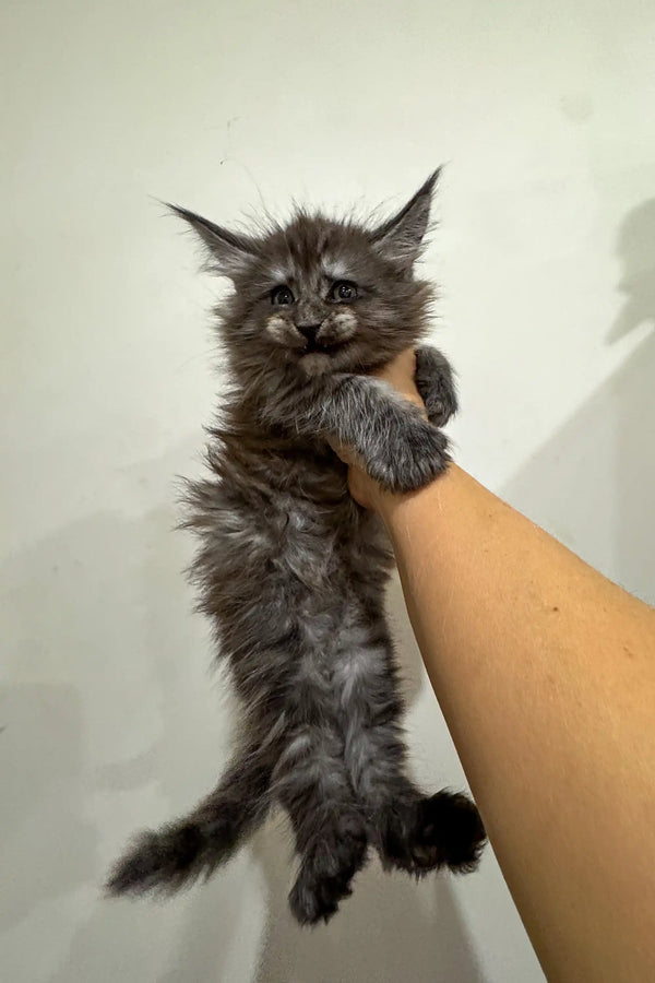 Fluffy gray Maine Coon kitten being held by a person’s hand, looking adorable