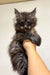 Fluffy gray Maine Coon kitten being held up by a human hand