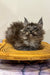 Fluffy gray Maine Coon kitten relaxing on a bright yellow wooden chair