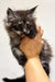 Fluffy gray Maine Coon kitten being held gently by a human hand