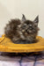 Fluffy gray Maine Coon kitten lounging in a round wooden basket