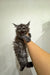 Fluffy gray Maine Coon kitten hissing while being held by a person’s arm