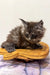 Fluffy gray Maine Coon kitten lounging on a stylish yellow leather shoe