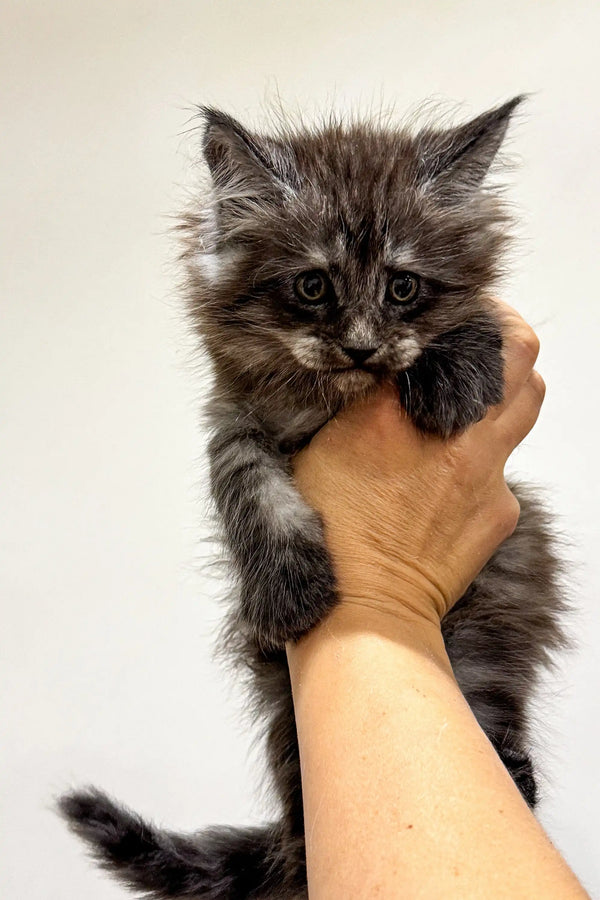 Fluffy gray Maine Coon kitten cuddled in a human hand, adorably playful and sweet