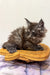 Fluffy gray Maine Coon kitten lounging on a bright yellow banana-shaped cat bed