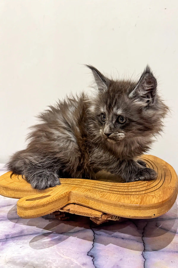 Fluffy gray Maine Coon kitten lounging on a bright yellow banana-shaped cat bed