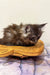 Fluffy gray Maine Coon kitten chilling in a wooden bowl, adorably relaxing