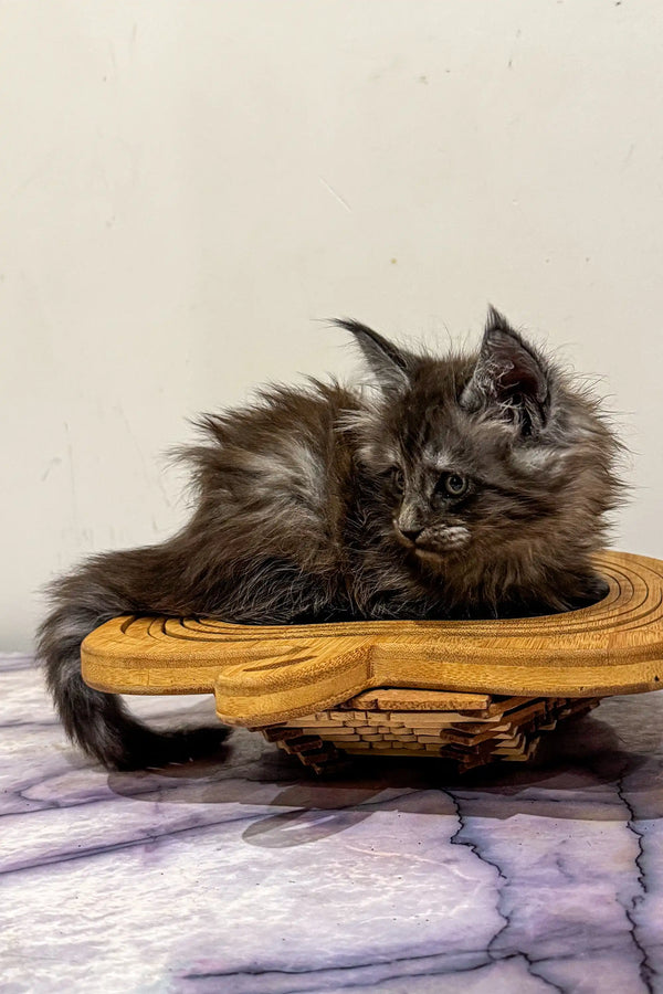 Fluffy gray Maine Coon kitten lounging on a cozy yellow cushion