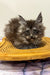 Fluffy gray Maine Coon kitten relaxing in a cute yellow woven basket