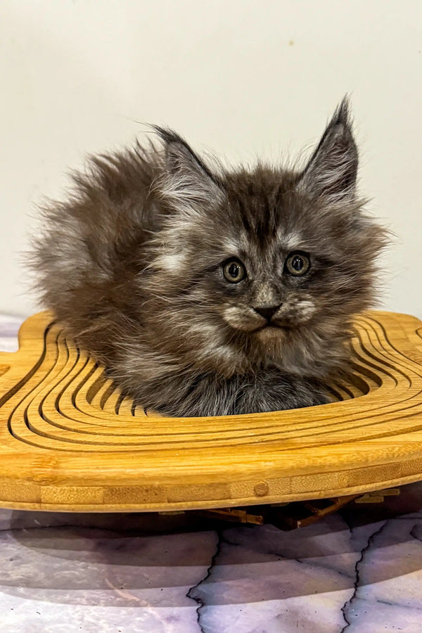 Fluffy gray Maine Coon kitten relaxing in a cute yellow woven basket