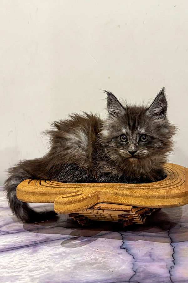 Fluffy gray Maine Coon kitten lounging in a bright yellow baseball glove