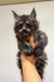 Fluffy gray Maine Coon kitten with big ears in a person’s hand