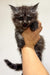 Fluffy gray Maine Coon kitten with open mouth held by a hand, cute and playful