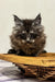 Fluffy gray Maine Coon kitten sitting on wooden slats, perfect for cuddles!