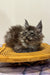 Fluffy gray Maine Coon kitten chilling in a cute woven basket