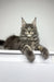 Gray Maine Coon cat with fluffy coat and pointed ears, relaxing for Lavr Maine Coon Kitten