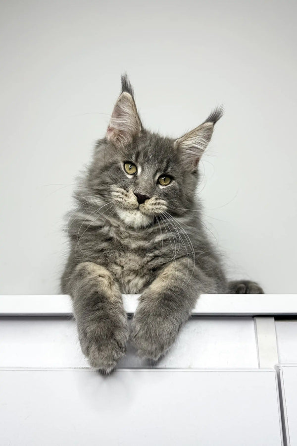 Gray Maine Coon cat with ear tufts and fluffy fur in Lavr Maine Coon Kitten product
