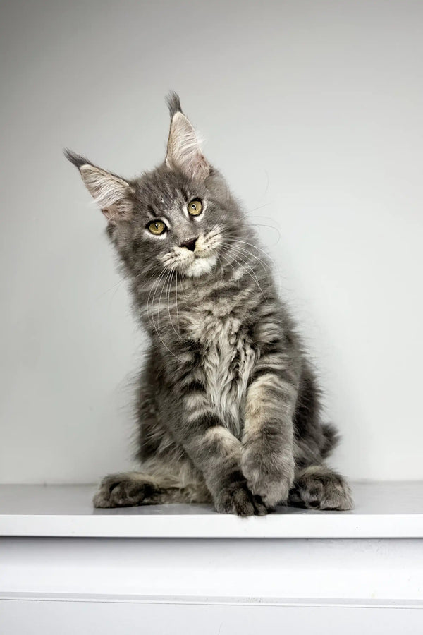 Gray and white Maine Coon kitten with fluffy fur and pointy ears from Lavr