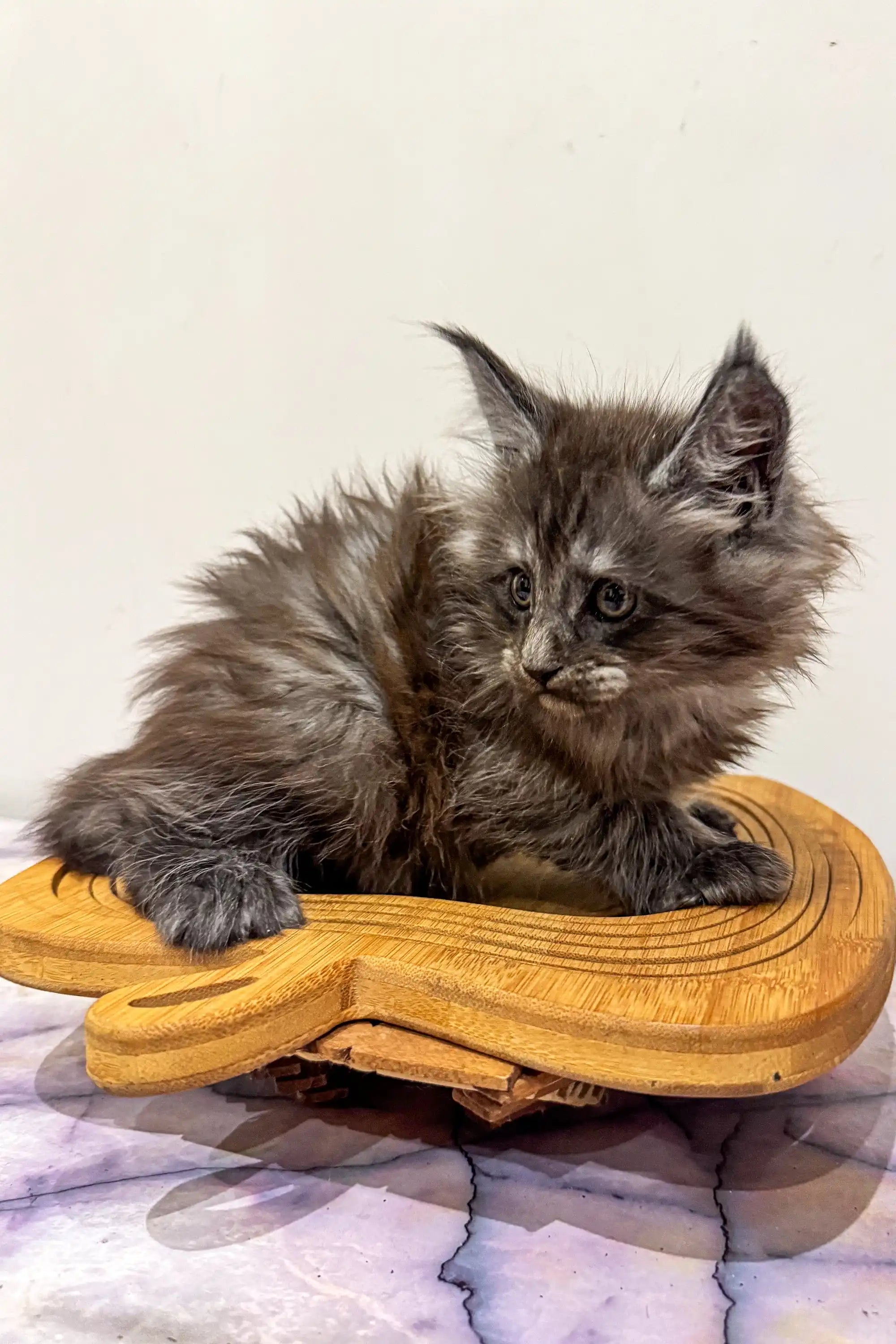Maine Coon Kittens for Sale Lavr | Kitten