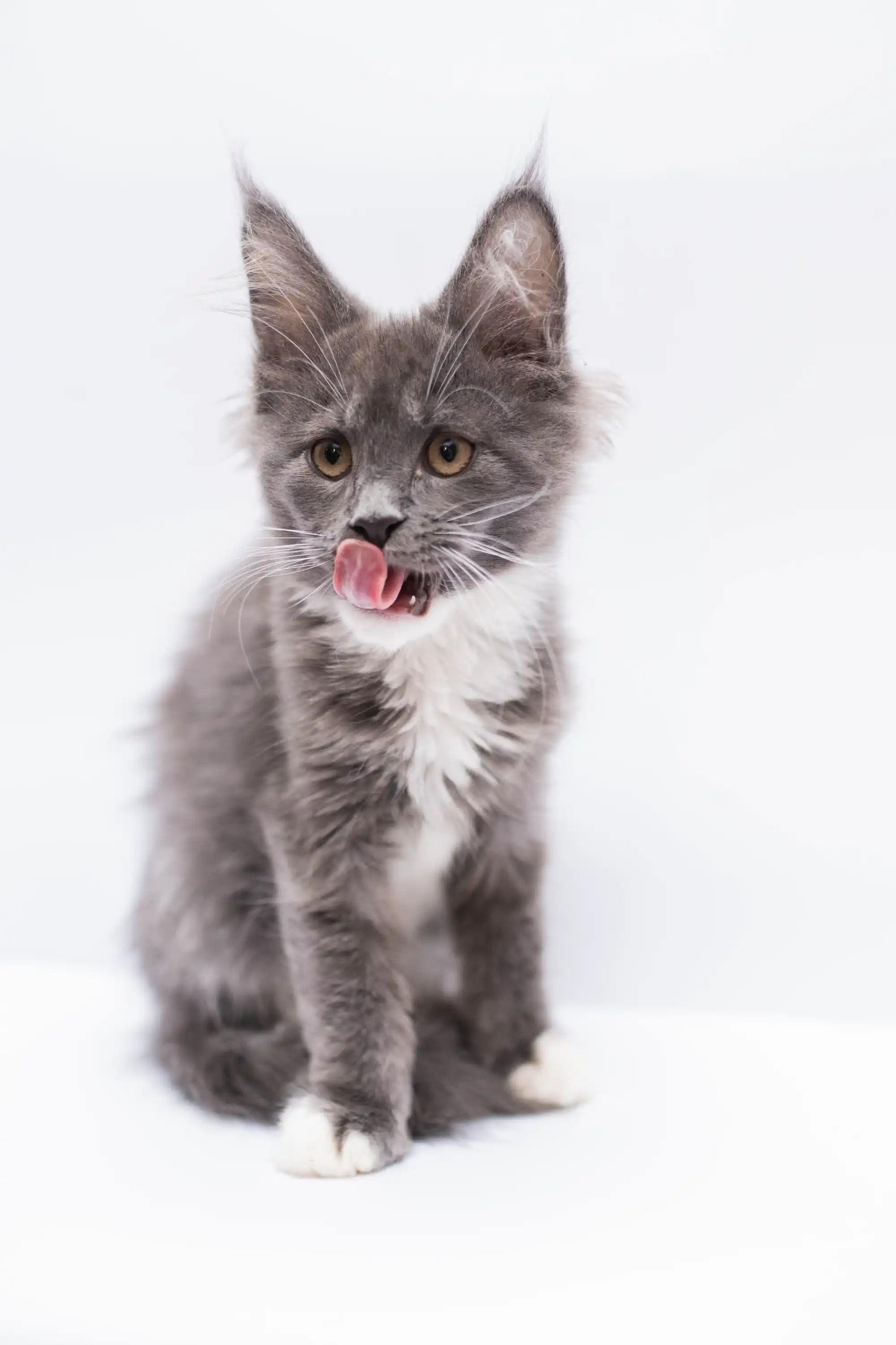Maine Coon Kittens for Sale Law | Kitten