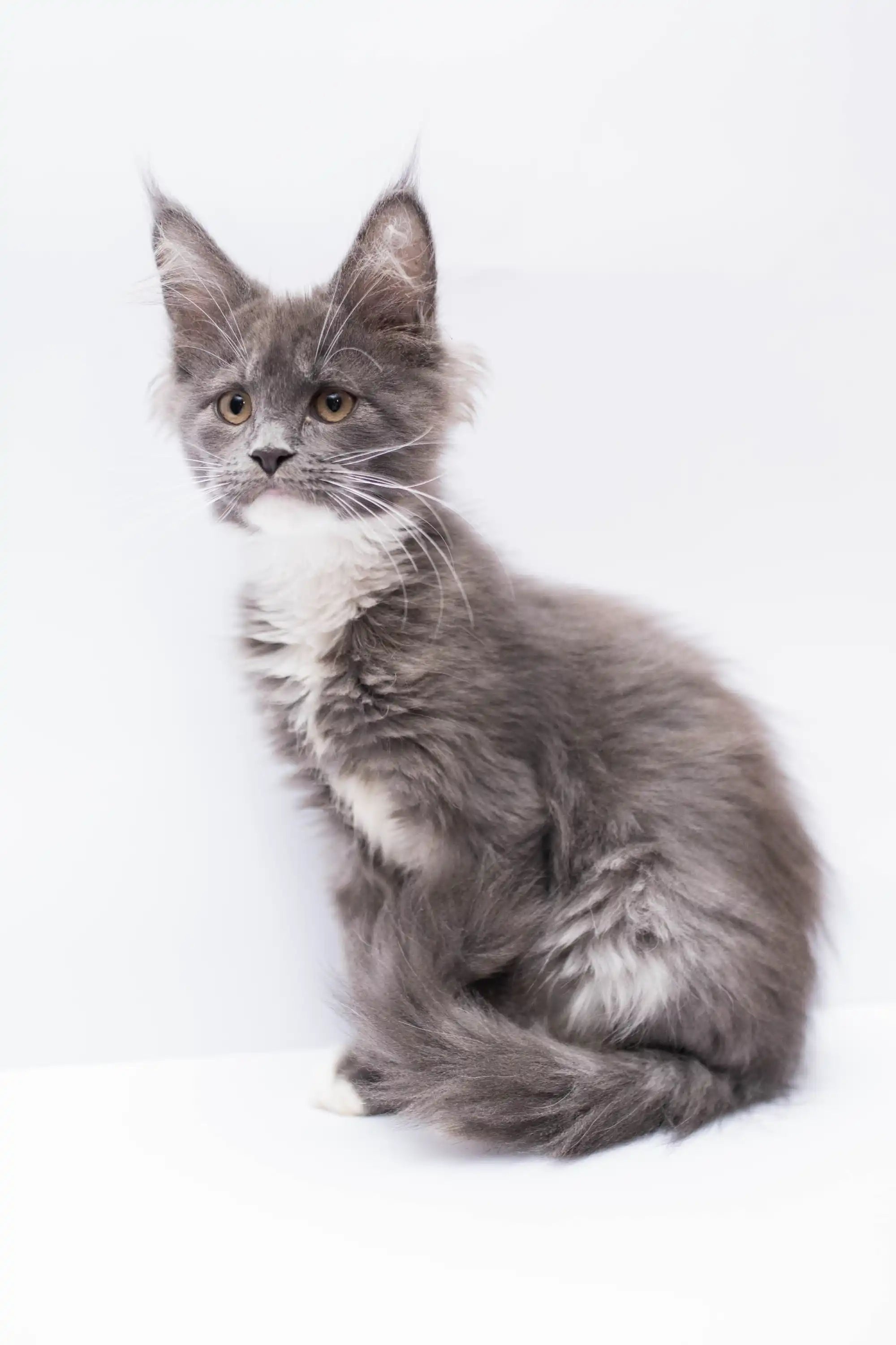 Maine Coon Kittens for Sale Law | Kitten