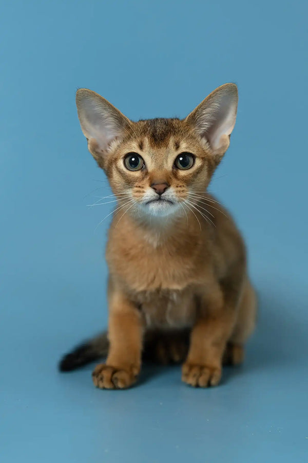 Layla | abyssinian kitten