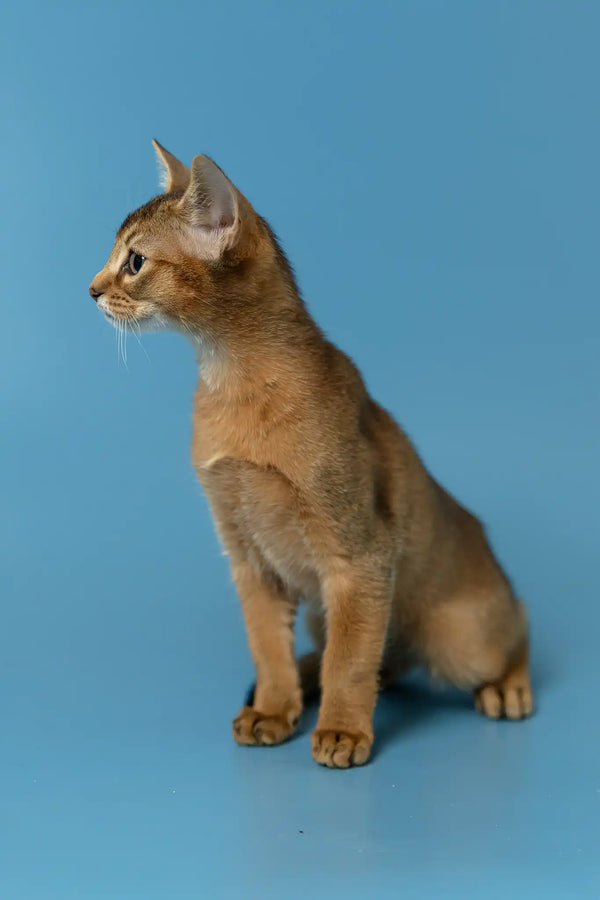 Layla | abyssinian kitten