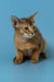 Layla | abyssinian kitten
