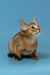 Layla | abyssinian kitten
