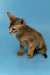 Layla | abyssinian kitten