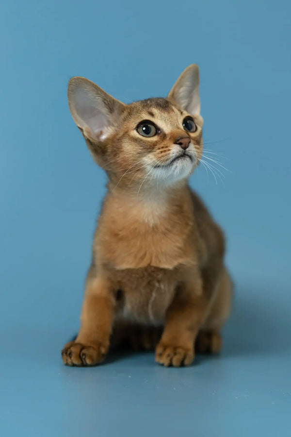 Layla | abyssinian kitten