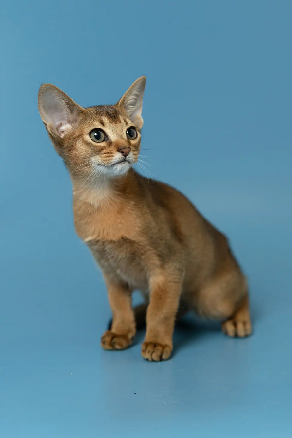Layla | abyssinian kitten