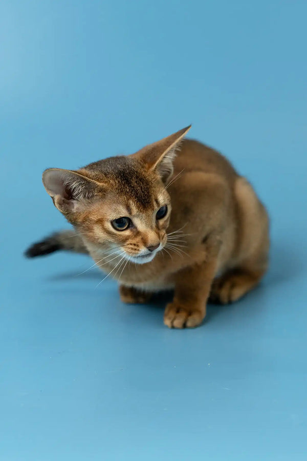 Layla | abyssinian kitten