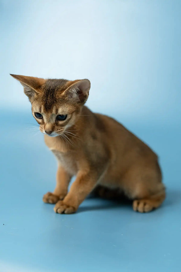 Layla | abyssinian kitten
