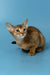 Layla | abyssinian kitten