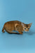 Layla | abyssinian kitten