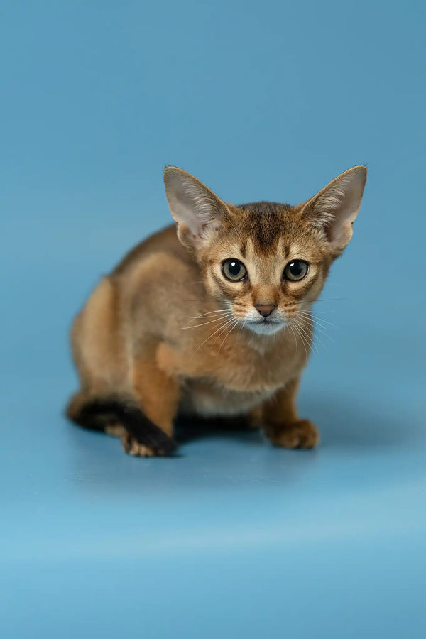Layla | abyssinian kitten