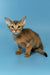 Layla | abyssinian kitten