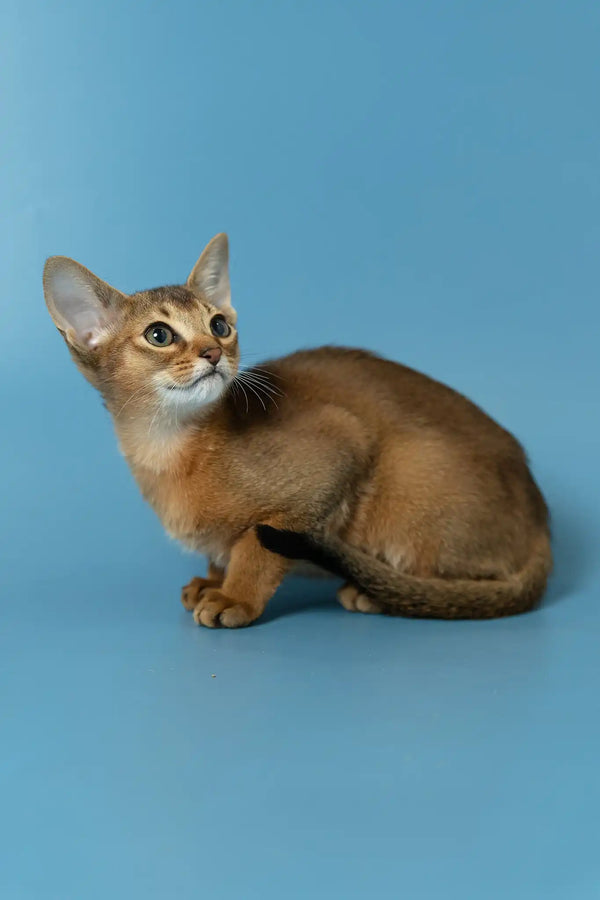 Layla | abyssinian kitten