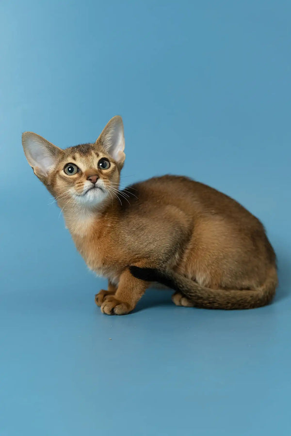 Layla | abyssinian kitten