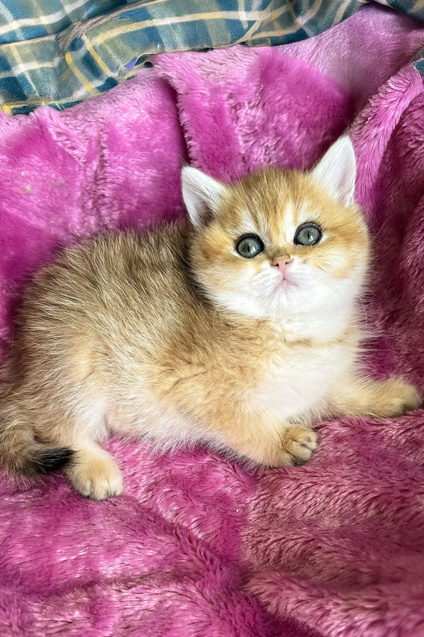 Layla | british shorthair kitten