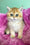 Layla | British Shorthair Kitten
