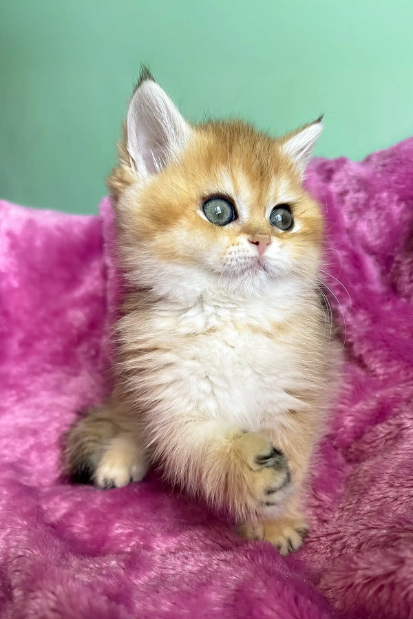 Layla | british shorthair kitten