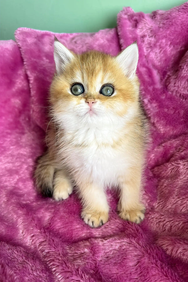 Layla | british shorthair kitten