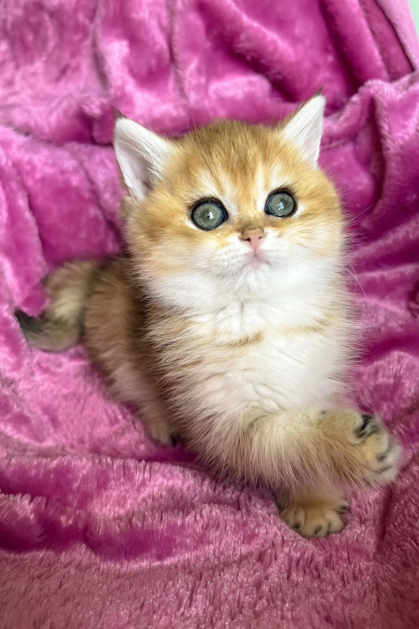 Layla | british shorthair kitten