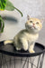 Cream-colored kitten Layla chilling on a black circular tray, super cute British Shorthair